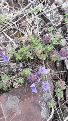 Dracocephalum discolor