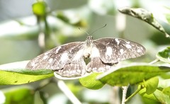 Papilio dardanus polytrophus