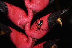 Leptoscelis militaris