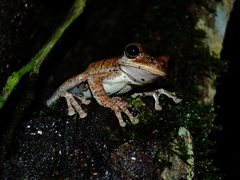 Osteocephalus oophagus