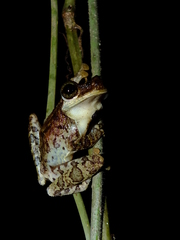 Osteocephalus oophagus