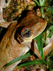 Manaus Slender-Legged Treefrog photo 5