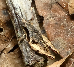 Eujivarus meridionalis