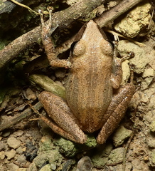 Pristimantis ramagii