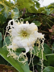 Hodgsonia macrocarpa