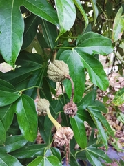 Hodgsonia macrocarpa