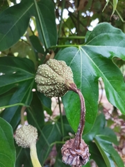 Hodgsonia macrocarpa