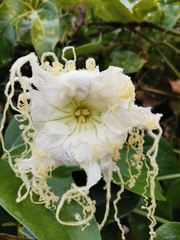 Hodgsonia macrocarpa