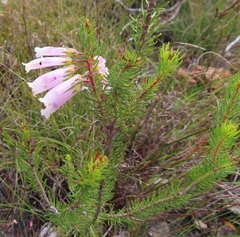 Erica regia