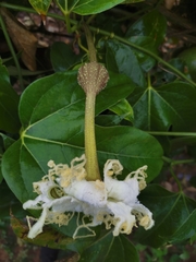 Hodgsonia macrocarpa