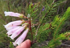 Erica regia