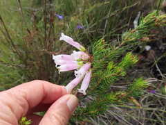 Erica regia
