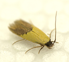 Opogona protodoxa
