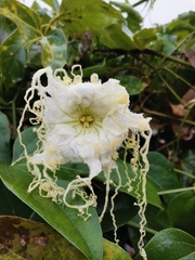 Hodgsonia macrocarpa