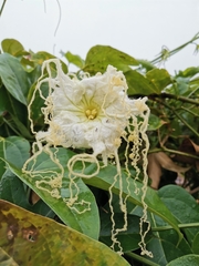 Hodgsonia macrocarpa