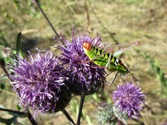 Poecilimon thoracicus