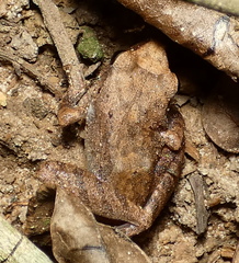 Pristimantis ramagii