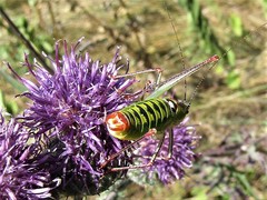 Poecilimon thoracicus