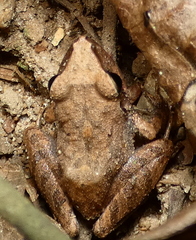 Pristimantis ramagii