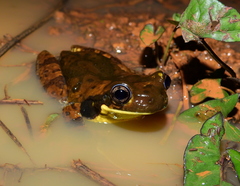 Central American Milk Frog photo 3