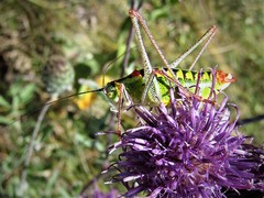 Poecilimon thoracicus