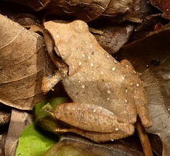 Pristimantis ramagii