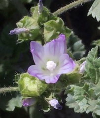 Malva
