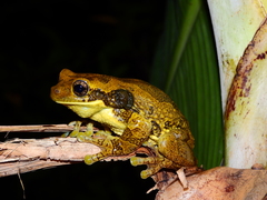 Central American Milk Frog photo 4