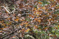 Prunus jamasakura