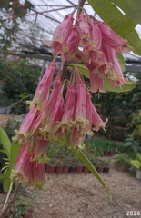 Agapetes megacarpa
