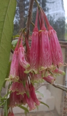 Agapetes megacarpa