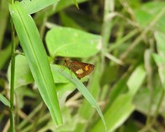 Oriens paragola