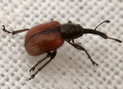 Tatianaerhynchites aequatus