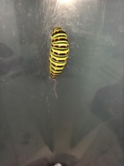 Papilio machaon