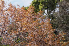 Prunus jamasakura