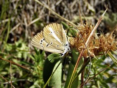Polyommatus ripartii