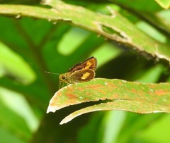 Oriens paragola