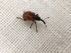 Tatianaerhynchites aequatus