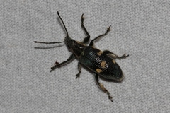 Polyclaeis longicornis