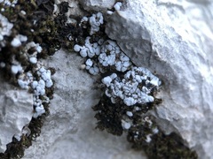 Thalloidima diffractum