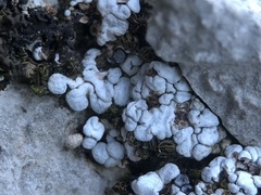 Thalloidima diffractum