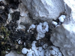 Thalloidima diffractum