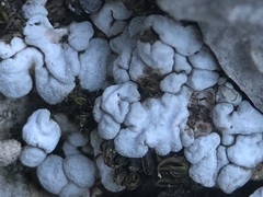 Thalloidima diffractum