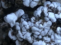 Thalloidima diffractum