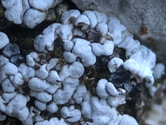 Thalloidima diffractum