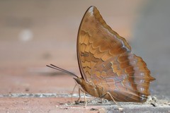 Charaxes