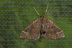 Eulithis flavibrunneata