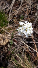 Noccaea cochleariformis