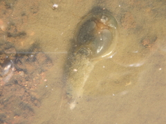 Triops australiensis