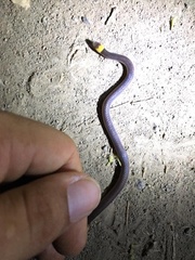 Enulius flavitorques